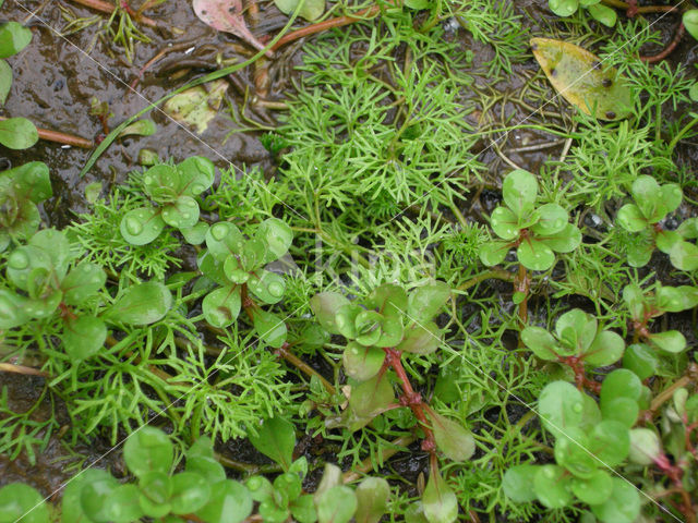 Waterpostelein (Lythrum portula)