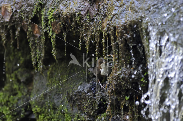 White-throated Dipper (Cinclus cinclus)