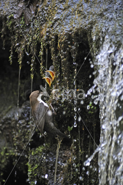 Waterspreeuw (Cinclus cinclus)