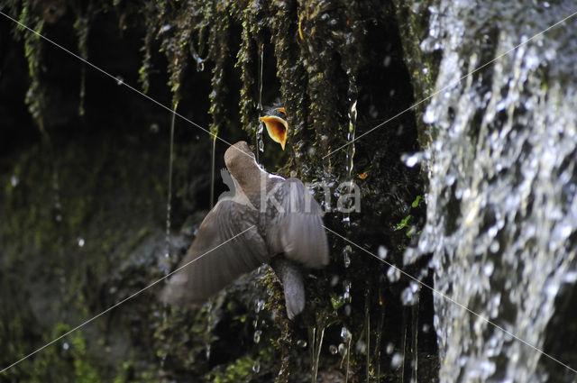 White-throated Dipper (Cinclus cinclus)