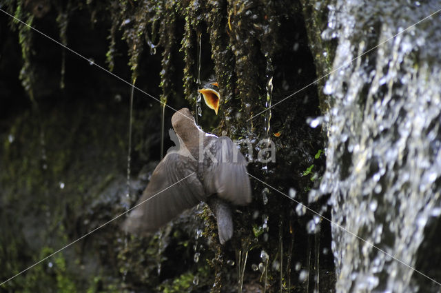 Waterspreeuw (Cinclus cinclus)