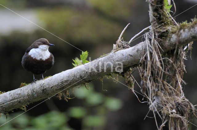 Waterspreeuw (Cinclus cinclus)