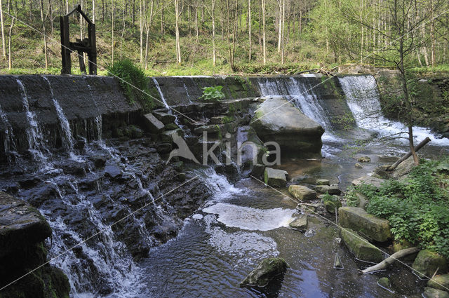 Waterspreeuw (Cinclus cinclus)