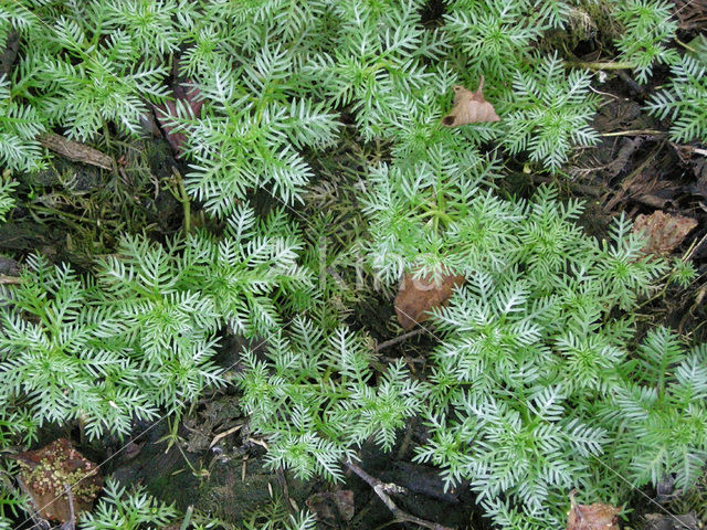 Waterviolet (Hottonia palustris)