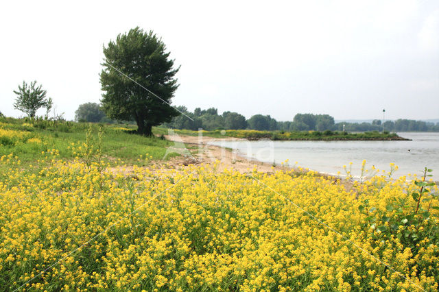 Wede (Isatis tinctoria)