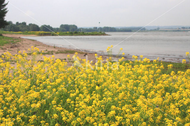 Woad (Isatis tinctoria)