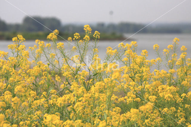Woad (Isatis tinctoria)