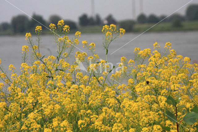 Woad (Isatis tinctoria)