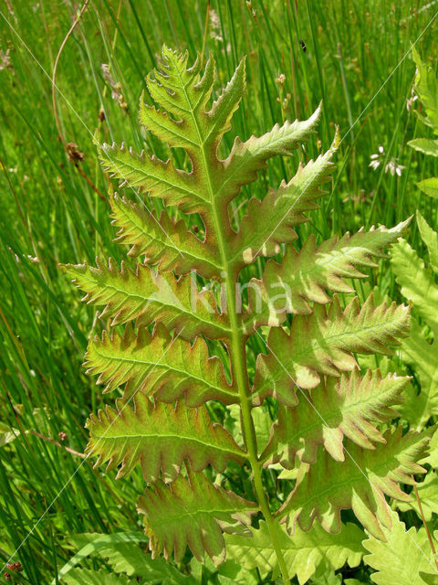 Scotch Thistle (Onopordum acanthium)