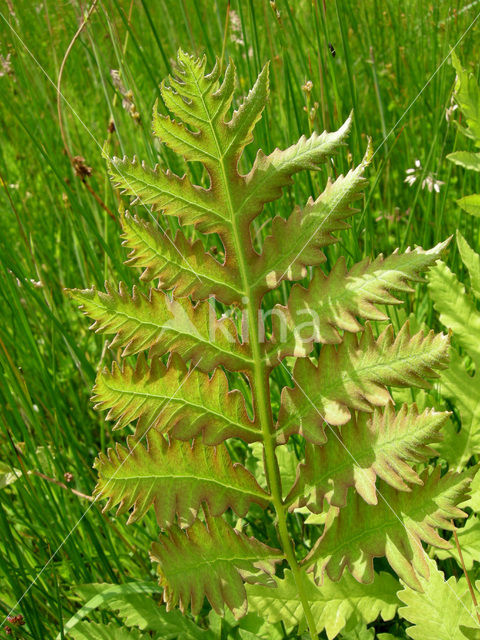 Wegdistel (Onopordum acanthium)