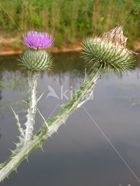 Wegdistel (Onopordum acanthium)