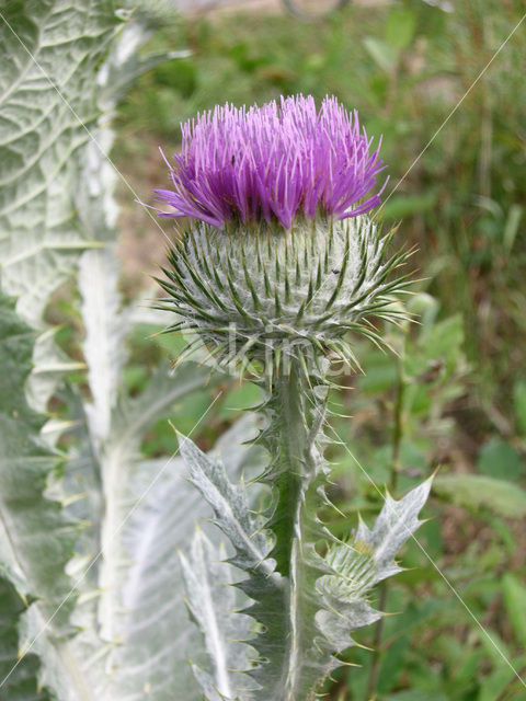 Wegdistel (Onopordum acanthium)