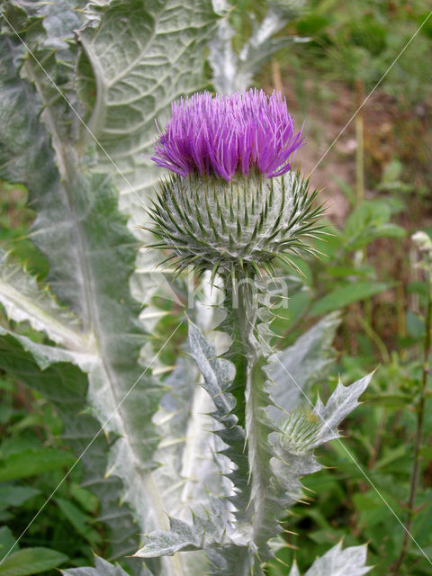 Scotch Thistle (Onopordum acanthium)