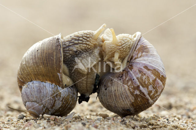 Wijngaardslak (Helix pomatia)