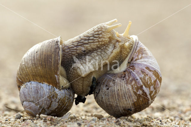 Wijngaardslak (Helix pomatia)