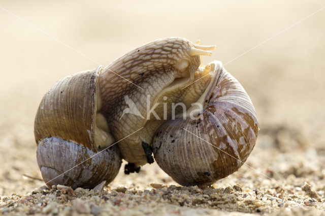 Wijngaardslak (Helix pomatia)