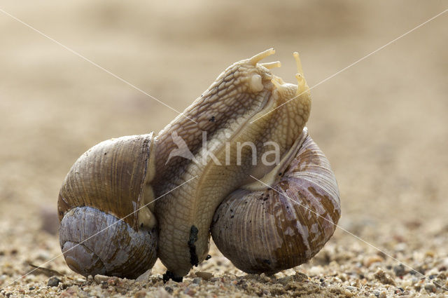 Wijngaardslak (Helix pomatia)