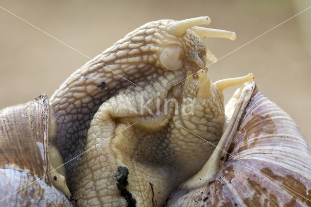 Wijngaardslak (Helix pomatia)