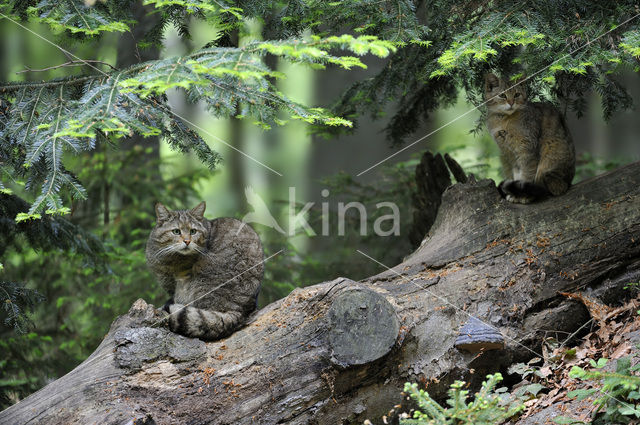 Wilde kat (Felis silvestris)