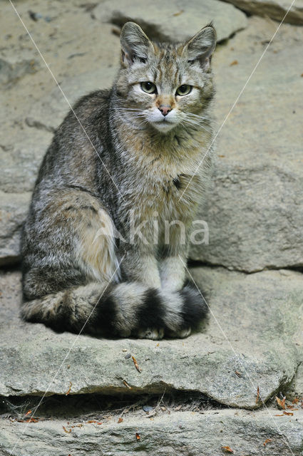 Wilde kat (Felis silvestris)