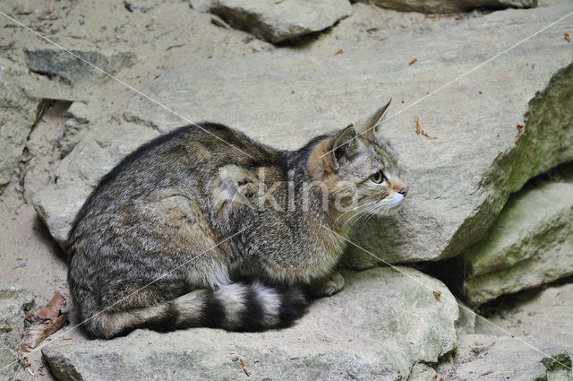 Wilde kat (Felis silvestris)