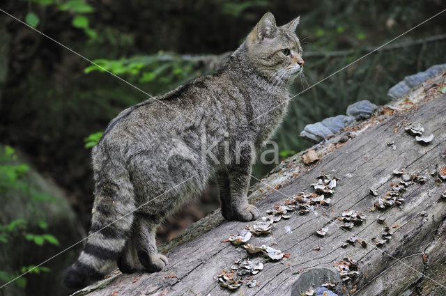 Wilde kat (Felis silvestris)