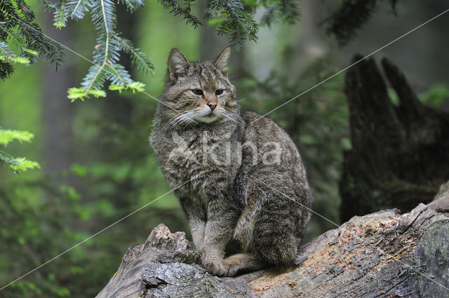 Wilde kat (Felis silvestris)