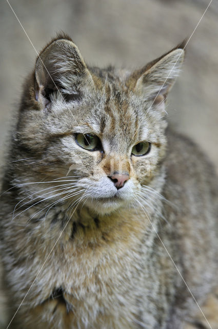 Wilde kat (Felis silvestris)