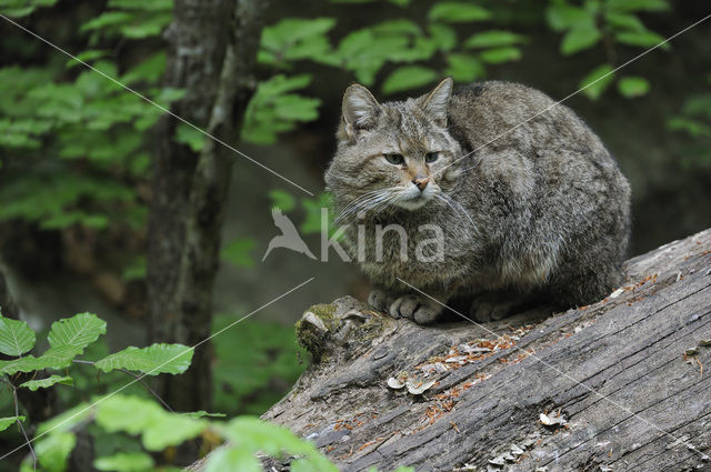 Wilde kat (Felis silvestris)