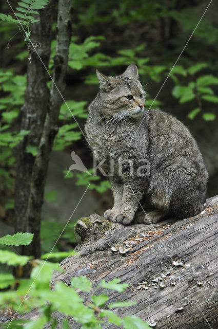 Wilde kat (Felis silvestris)