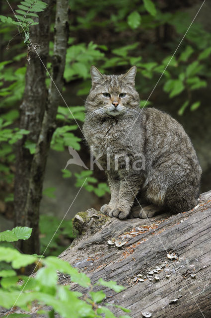 Wilde kat (Felis silvestris)