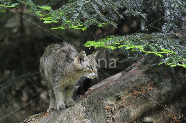 Wilde kat (Felis silvestris)