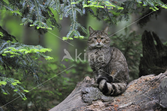 Wilde kat (Felis silvestris)