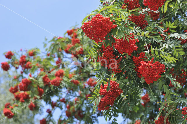 Wilde lijsterbes (Sorbus aucuparia)