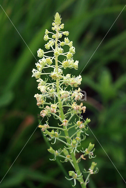 Yellow Cut-leaved Mignonette (Reseda lutea)