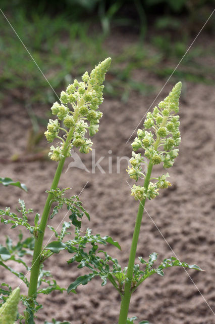 Yellow Cut-leaved Mignonette (Reseda lutea)