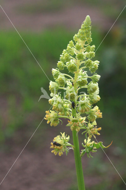 Yellow Cut-leaved Mignonette (Reseda lutea)
