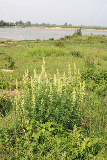 Yellow Cut-leaved Mignonette (Reseda lutea)