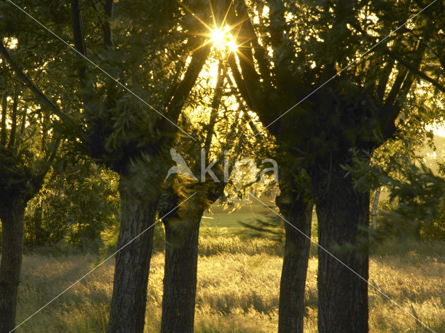 Willow (Salix)