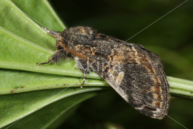 Three-humped Prominent (Notodonta tritophus)