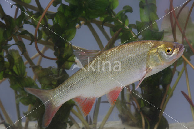 Orfe (Leuciscus idus)
