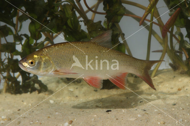 Winde (Leuciscus idus)