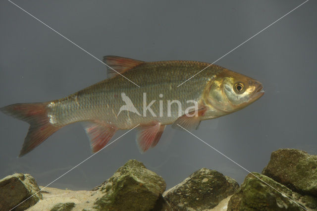Orfe (Leuciscus idus)