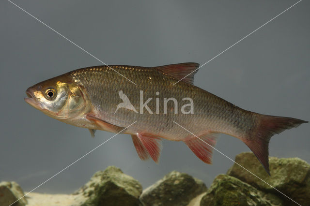 Orfe (Leuciscus idus)