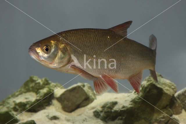 Orfe (Leuciscus idus)
