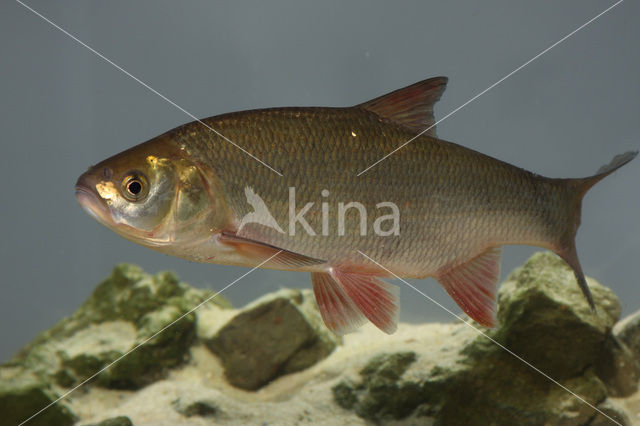 Orfe (Leuciscus idus)