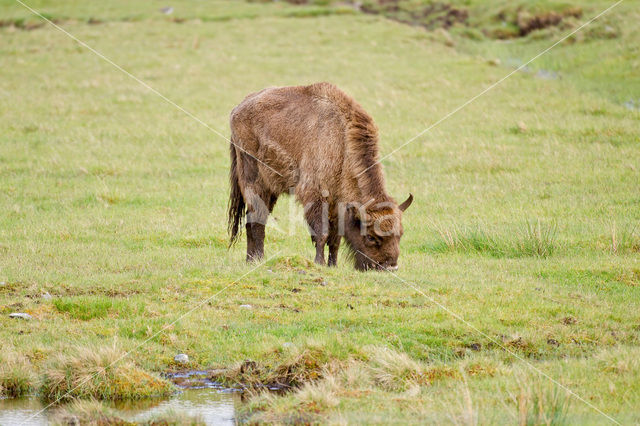 Wisent (Bison bonasus)