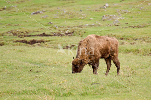 Wisent (Bison bonasus)