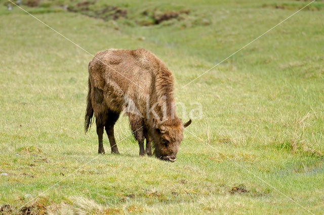 Wisent (Bison bonasus)