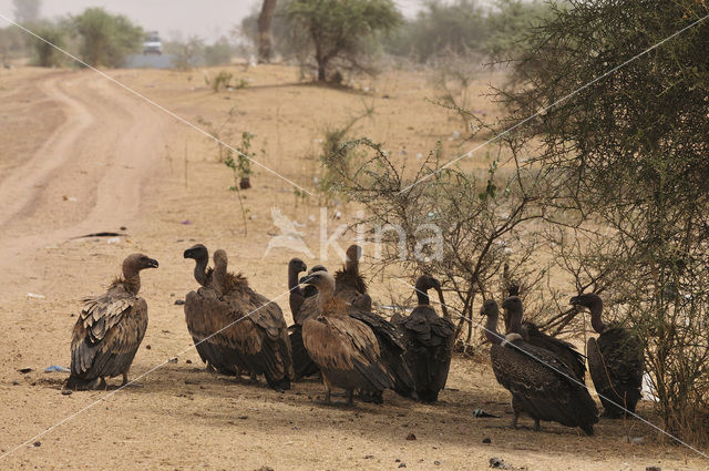 African white-backed vulture (Gyps africanus)